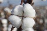 Cotton seed  